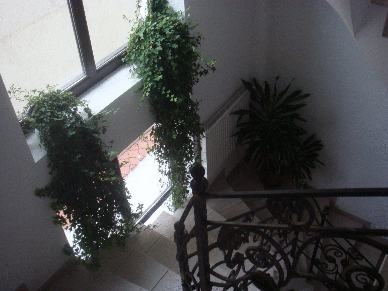 Villa Edera Residence - Gazda Profesionista Bucharest Exterior photo